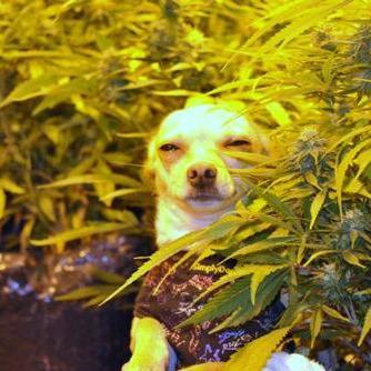 That_IndianDude's profile picture. #MusicLover #Insomniac #Underachiever #THCEnthusiast 
#TeamFollowBack #EDMaddict