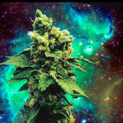 Stuck tuckin #WeedGang