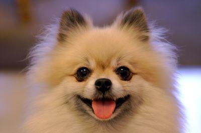 ¡FOTOS DE ANIMALITOS! Cachorros o adultos, todos son adorables! Muere de amor. Antiguo @Fotoanimalitos