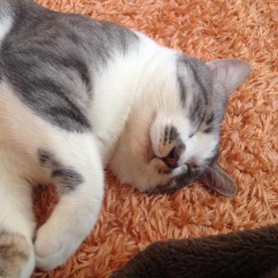 bashy0's profile picture. どうでもいいことしか呟きません。主にご飯やオヤツ、猫(サバトラシロ1匹、白黒ハチワレ1匹、キジトラ5匹、黒猫3匹シャム系雑種1匹の大所帯)、庭の情報です。あとは腐れた話です。ジャンルは…なんか広く浅くです。