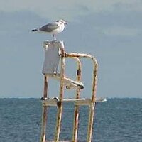 Cape Cod Daily News (@capecoddaily) 's Twitter Profile Photo Cape Cod Daily News (@capecoddaily) 's Twitter Profile Photo