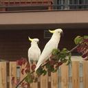 Peter Horne - @mekongdaze - Twitter