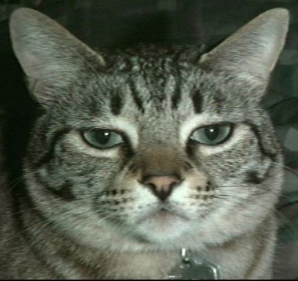 hot cat (@hot_cat) | Twitter