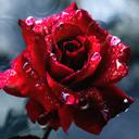 William Ngai - @kandashan888 - Twitter