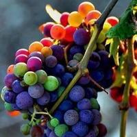 Racing Wine (@racingwine) 's Twitter Profile