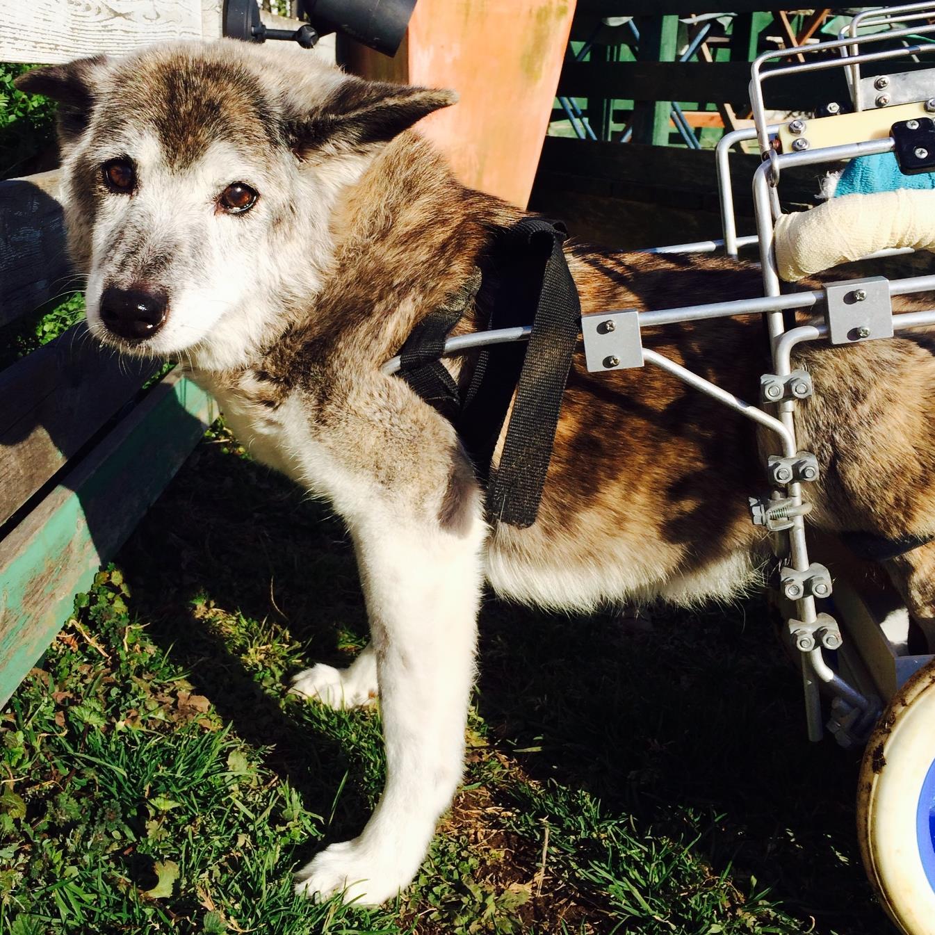 yume_kokoro_tak's profile picture. アニマルセラピーハウスの看板犬、夢・拓・心のまったり日向ぼっこ日記です。