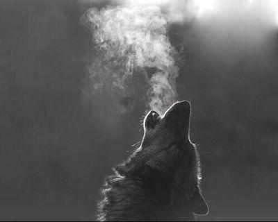 LiftOrGTFO's profile picture. #FITFAM follow back! Dedicated to the iron. Join me on my journey to a healthier & happier lifestyle! #FitMilitia