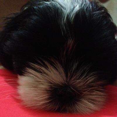 maggalicampel's profile picture. 