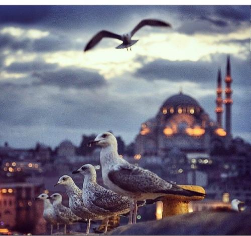 NaifAlwafi's profile picture. العظماء يؤَثِّرون بأفعالهم أقوى من أقوالهم، لأن الأفعال أصدق من الأقوال