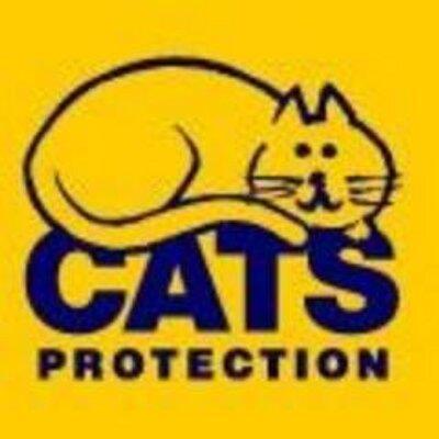 Belfast Cats Protect Profile