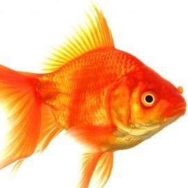 Johndorey921's profile picture. Just a small fish in a large media pond...part of Wirral Radio Breakfast Show - John Dorey -Beverly Macerel - Kenyon Kipper!