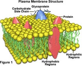 Plasmamembrane's profile picture. 