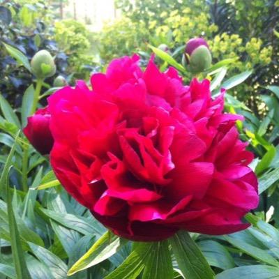 DavidLandscapes's profile picture. 