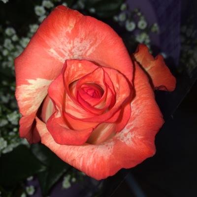 FloristeriaArg's profile picture. Floristeria desde 1976 en Arganda del Rey Todo tipo de articulos florales. Bodas, bautizos o comuniones. Servicio de coronas e Interflora.  Tlf: 918712523