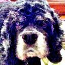 Denise Wolfgram - @poeticpoet - Twitter