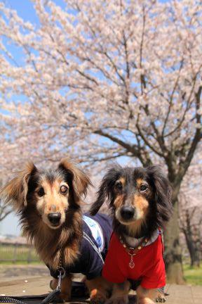 https://t.co/zSD40l1IbJ 　　オリジナルワンコグッズ♪ *Angel Dog* は我が家の U^エ^U 達のために作ってきたものをお友達にも作ってあげられたら…のお裾分けshopです。使いやすさなど改良を重ねたグッズを集めました。お気に入りが見つかると嬉しいです♪