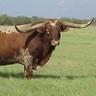 Greatness_i_c's profile picture. Texas Longhorns
