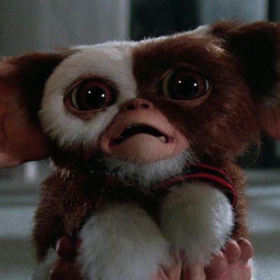 #Radiant's very own cuddly Gizmo. A Valentines Day gift from #SexyIronMan #BoneHead . [RP/AU/MC 21+]