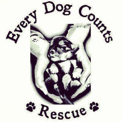 An All Needs, All Breeds Rescue and Transport