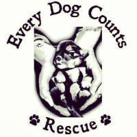EveryDogCounts(@EveryDogCounts) 's Twitter Profile Photo EveryDogCounts(@EveryDogCounts) 's Twitter Profile Photo