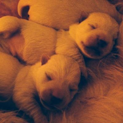 Allevamento amatoriale di West Highland White Terrier