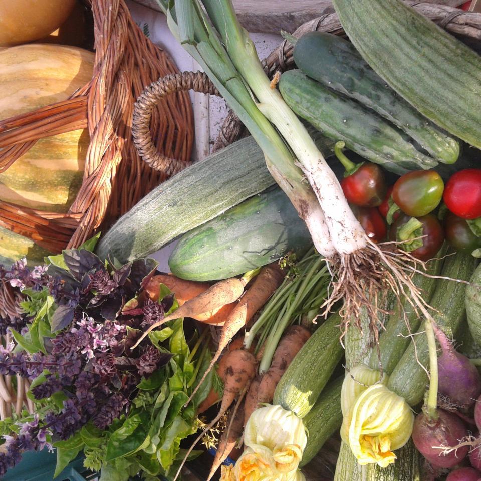 LortodiRoberta's profile picture. #Imprenditrice agricola, #prodotti sani e naturali, #erbe spontanee, #Erbacce e dintorni, #agricoltura naturale.