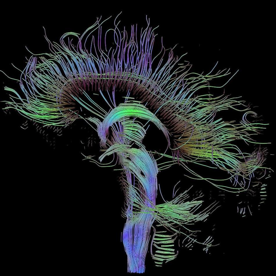 family / neuroscience / soccer