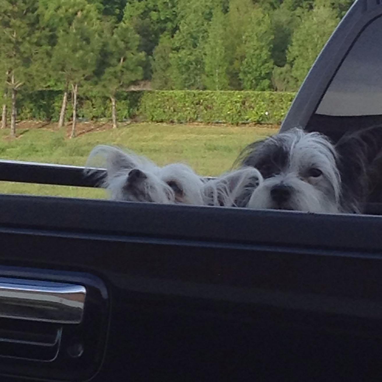 Devoted mom of two beautiful daughters, two puppies, and two horses