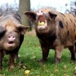 I'm a very sweet fat piggy and love people and kids and autistic and love the mud especially muddy days oink oink oink