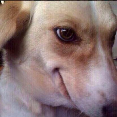 cachorro