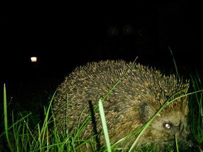 schlippe46's profile picture. 