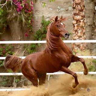 جامعة صنعاء 
وزارة التربية والتعليم 
محافظة ريمه