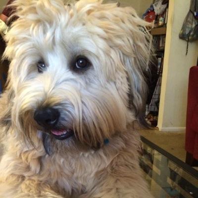 WheatenBrothers's profile picture. Hi! My name is Bailey. I am a 7 year old Wheaten Terrier. My brother Jaxson is a 10 month old puppy Wheaten! Follow us! :)