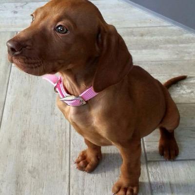 Irorszag Vizsla Irorszagkennels Twitter