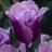 mahmoud57557277's profile image