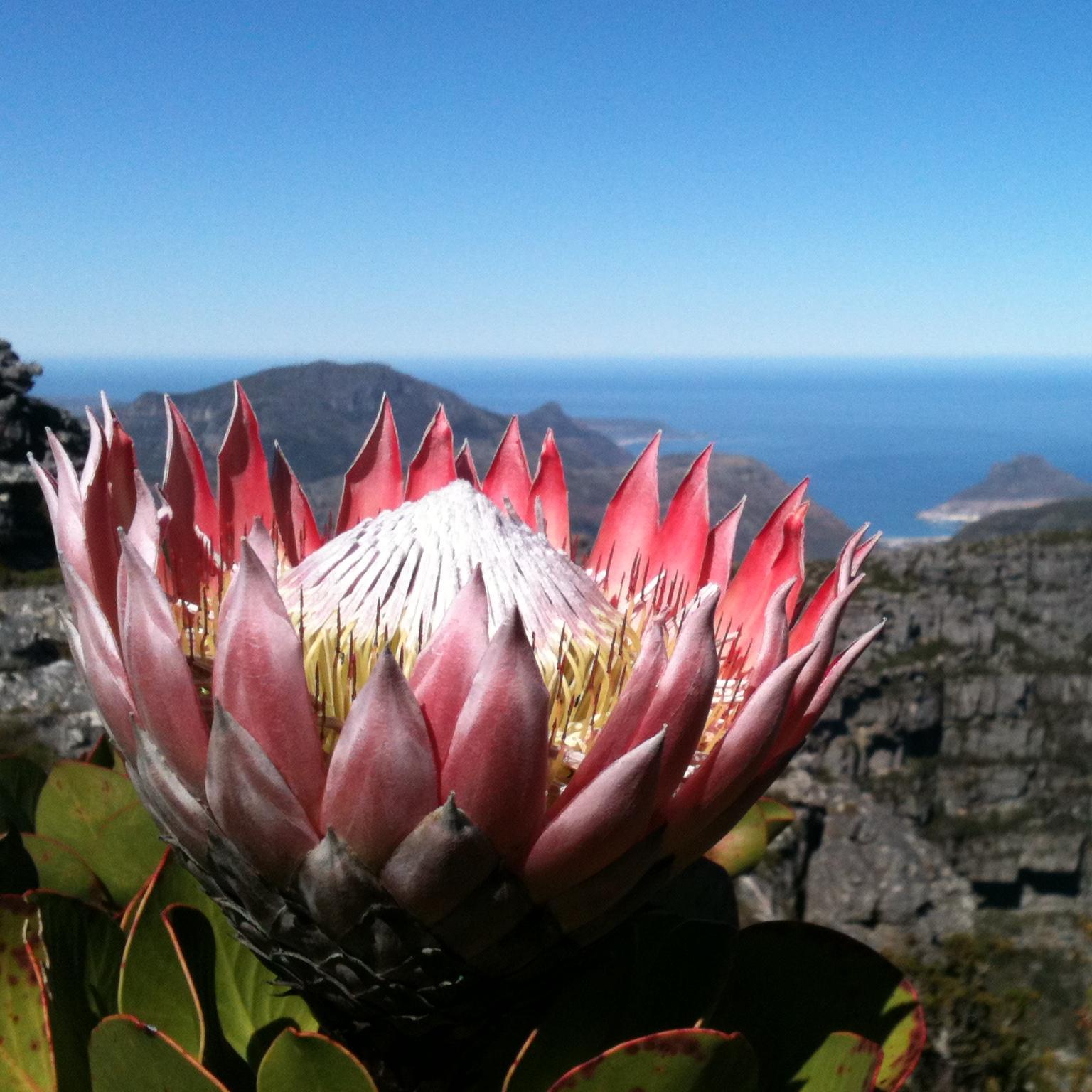 TableMountainZA's profile picture. One of the  New7Wonders of the World