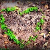 Your neighborhood scene for going green
