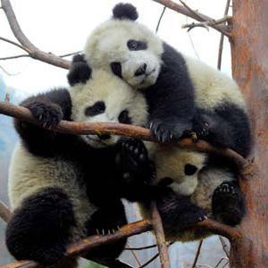 Stitchlax's profile picture. 