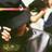 Duan_harg's profile image