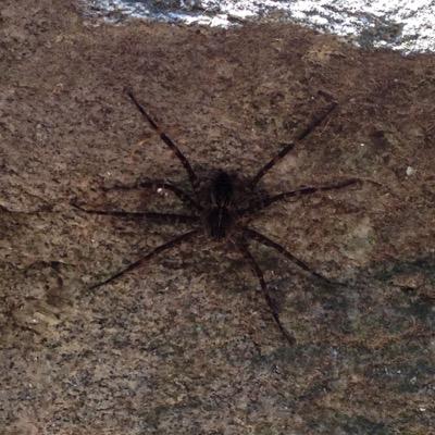photos taken by me; I spotted the web in a grocery store parking lot! It was stunning! The spider is bigger than my palm - I almost ran into her this summer!