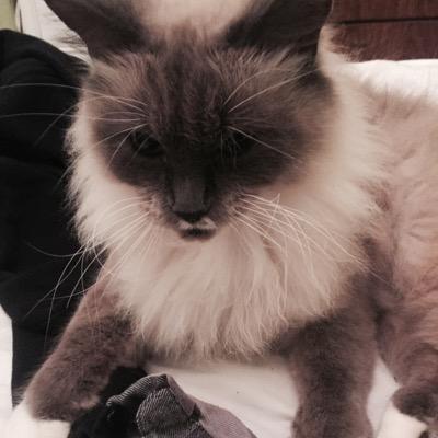 chewbacca the cat mrstealchewgurl