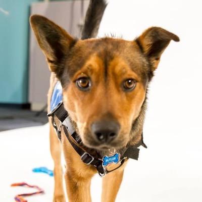 I'm Butler, the official Weather Channel Therapy Dog and spokesdog for American Humane Association. I bring comfort to communities impacted by severe weather.