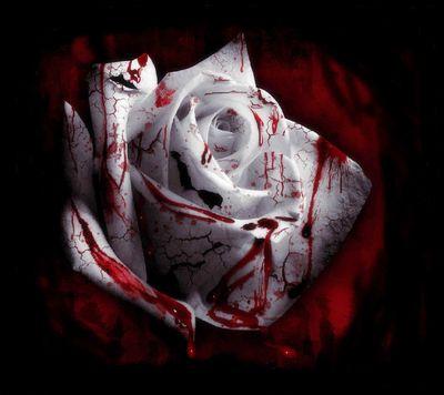 KOOL LOVE MUSIC AND ALL MY FOLLOWERS