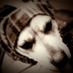 ＊＊＊ (@dusseldort) Twitter profile photo