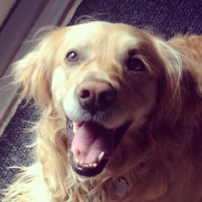 TheGoldenWolf11's profile picture. My name is Sandy and I love you :3