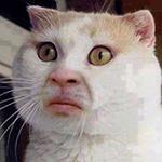 P0D_SQUAD's profile picture. Major P0D Squad reporting for duty