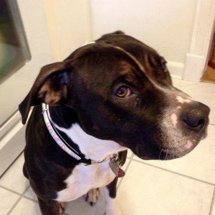 ginadehaan's profile picture. Anti-trump and ALL Republicans. Save America - get rid of trump.