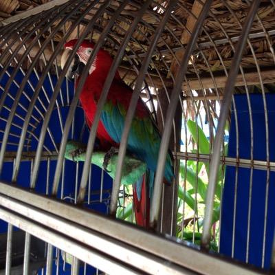 langaigne1's profile picture. Grenada 21 years, New York 22 years,Georgia 22 years, Presentation College, American College, Northcentral University Argosy University, CLU, ChFC, MA, LPC