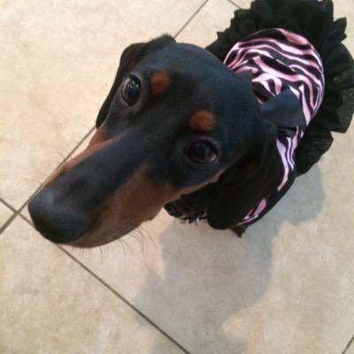 PetsRock4's profile picture. Pets are... dogs and cats!