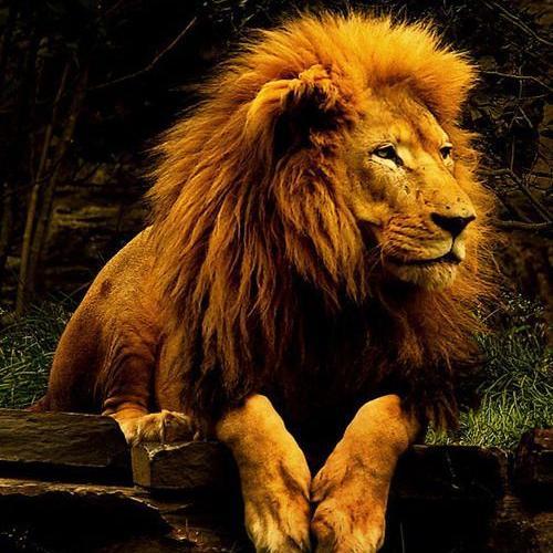 Seeker of truth, seeking my Lord and Savior Jesus Christ..the Messiah..Seeking the face of God..